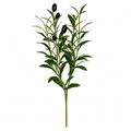Evergreen Olive – Premium Decorative Branch